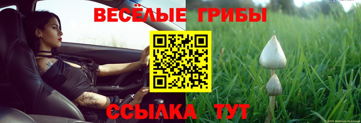 Галлюциногенные грибы Psilocybe Калач-на-Дону